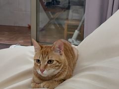 -御宝贝·A梦猫科宠物医院(国际猫友好医院)