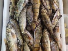 -畲乡一品鱼府土菜馆