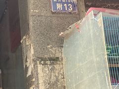 -青石桥花鸟鱼虫市场(叠翠城店)