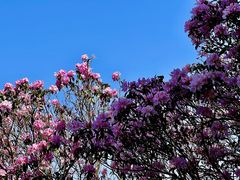 -梧桐山风景名胜区
