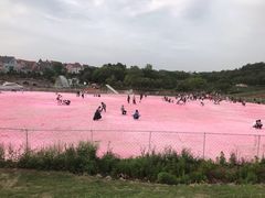 -大塘金香草谷
