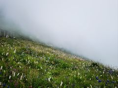 -白草畔自然风景区