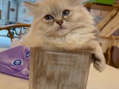 -猫咪派对(江南西店)
