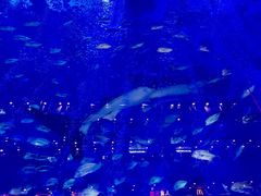 -成都浩海立方海洋公园