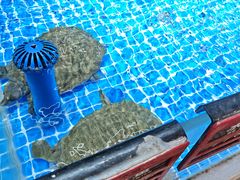 -皮记海鲜1995(寮步店)