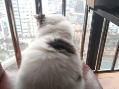 -喵园·猫主题咖啡厅·撸猫·猫咖(国贸店)