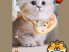 -欣宠猫屋·矮脚拿破仑·蓝金金渐层