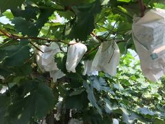 -马陆小张葡萄园农家乐