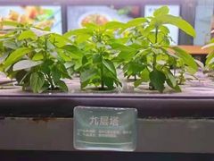 -蔡澜PHO(海岸城店)