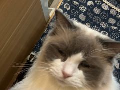-MOCHA明星猫咖(田子坊店)