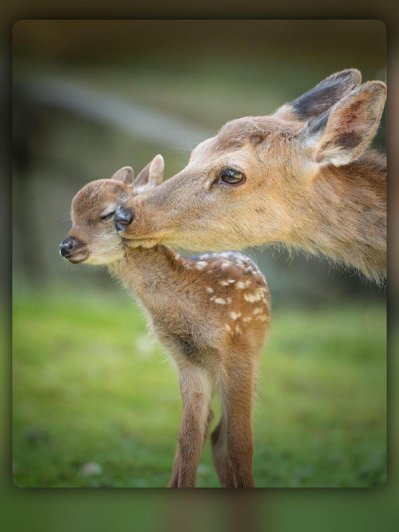 📸✨奈良森林的温馨瞬间:鹿母子的深情对视