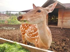 -安德鲁户外烧烤帐篷营地(马泉营店)