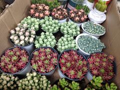 -循礼门鲜花花市(武汉循礼门店)