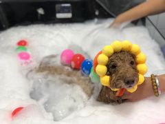 -拜鲁耶动物诊疗中心·宠家动物医院