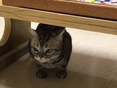 -猫和宫(六道口店)
