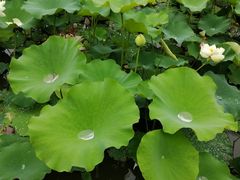 -黄兴公园