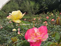 -人民公园(罗湖区)