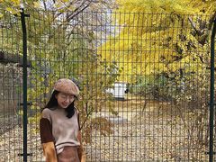 -三里屯东五街银杏大道