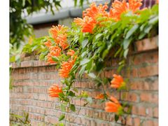 -火炉山森林公园