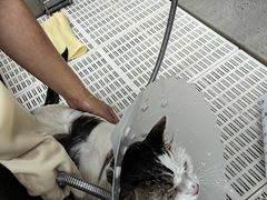 -北京观赏动物医院·24小时大型综合·猫专科·异宠专科