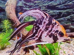 -上海海洋水族馆