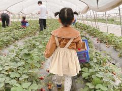 -小鱼草莓采摘园农家乐·小鱼餐厅
