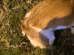 -贝康宠物医院·犬猫全科·小动物特色诊疗中心(东环路店)