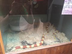 -上海大自然野生昆虫馆