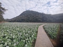 -广州市石门国家森林公园