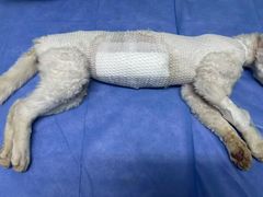 -天津前进宠物医院(前进道店)