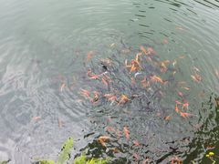 -缙云山景区