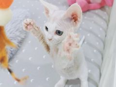-十年猫舍·猫咪专门店(普陀店)