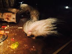-清迈夜间动物园