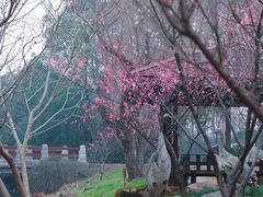 -上海滨江森林公园