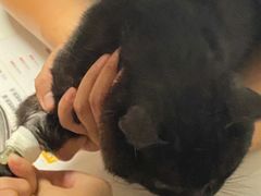 -伟伟宠物医院·CT影像中心·瑞派犬猫综合性门诊(汉口总院)