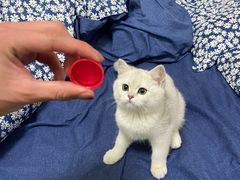 -爱佳宠物中心医院24H·CT·骨外科·猫专科(瑶海万达店)