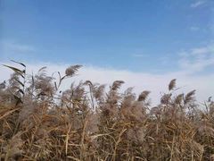 -西青郊野公园