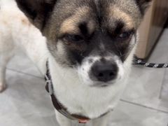 -安安宠医宠物医院·异宠·犬猫内科(岳阳分院)