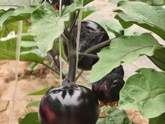 -庞各庄翠芳园西瓜蔬菜基地采摘园