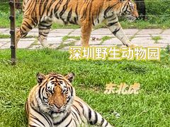 -深圳野生动物园