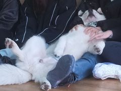 -Husky Go! 哈士奇体验馆·宠物咖啡厅狗咖