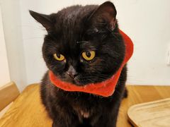 -滚猫咖啡·猫咖·猫友好撸猫(未来城店)