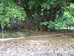 -南宁良凤江国家森林公园