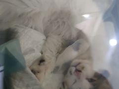 -佳怡动物医院·平价24小时·猫专科骨外科