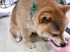 -逗柴咖啡屋·狗咖猫咖宠物桌游