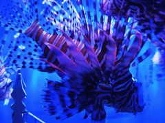 -太平洋海底世界