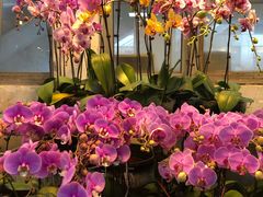 -双季花艺园艺市场(浦东店)