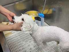 -北京观赏动物医院·24小时大型综合·猫专科·异宠专科