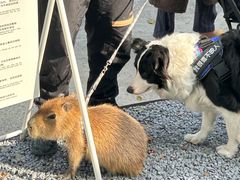 -J Create城市露营咖啡·简餐·宠物(上海动物园店)