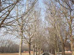 -洛阳市隋唐城遗址植物园
